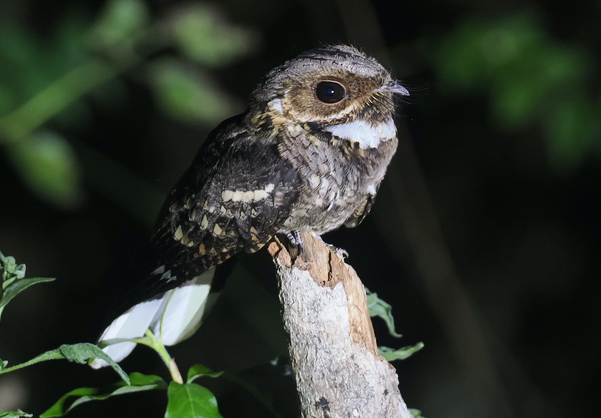 Timor Nightjar - ML640403502
