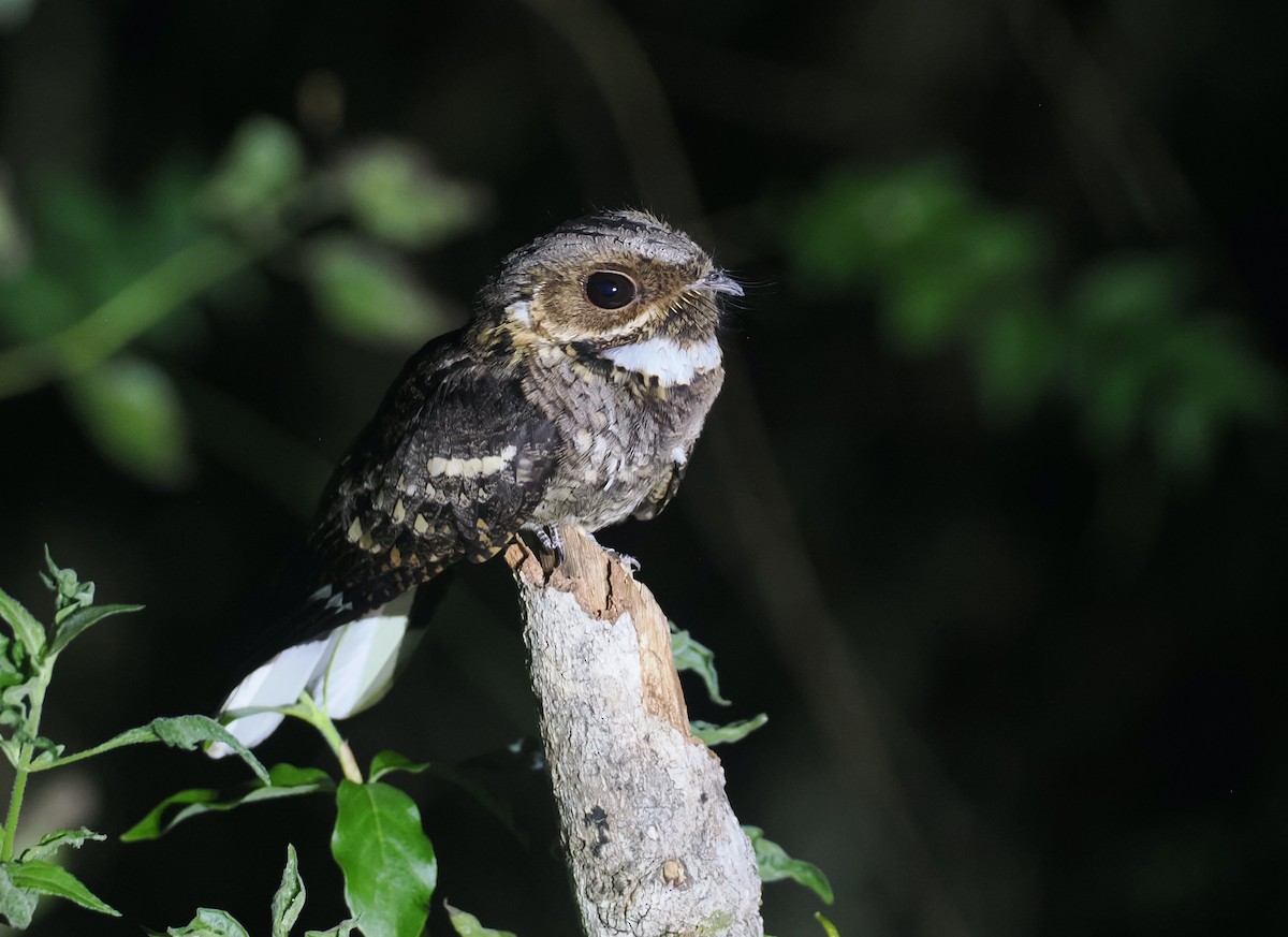 Timor Nightjar - ML640403507