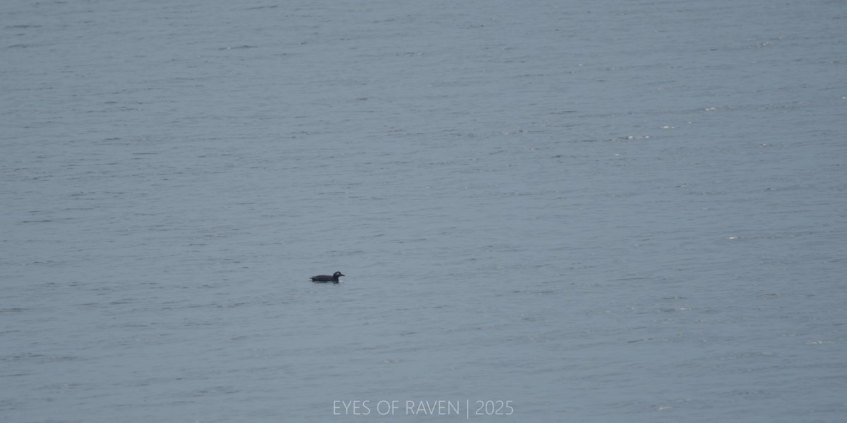 Spectacled Guillemot - ML640403508