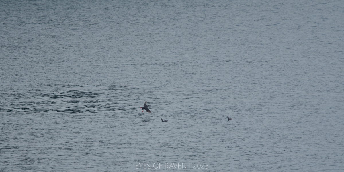 Spectacled Guillemot - ML640403511