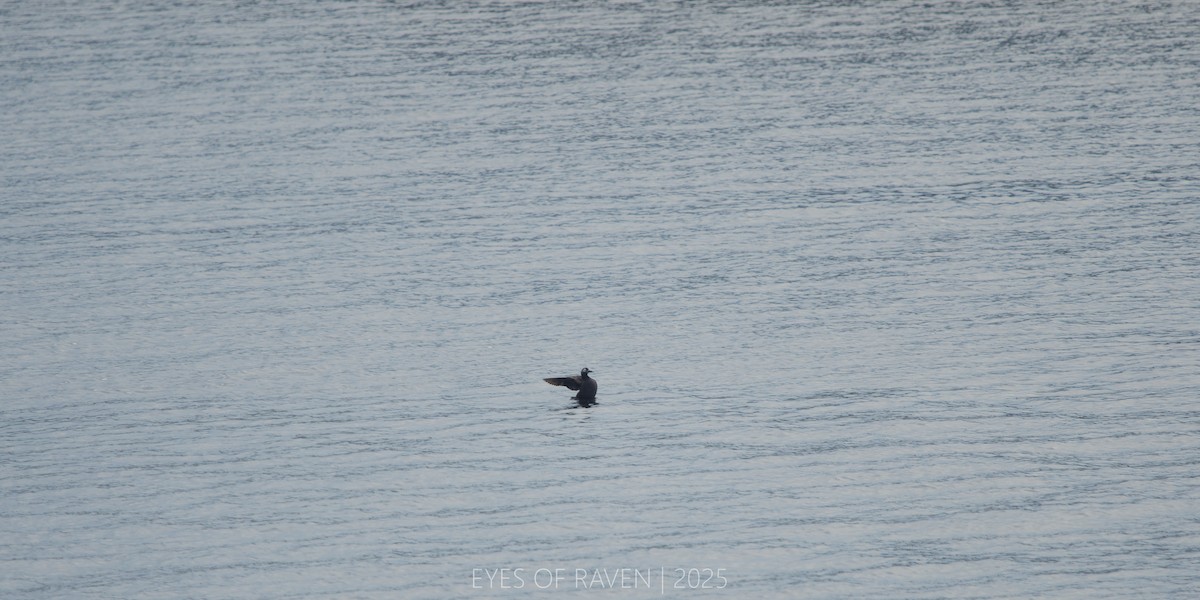 Spectacled Guillemot - ML640403514