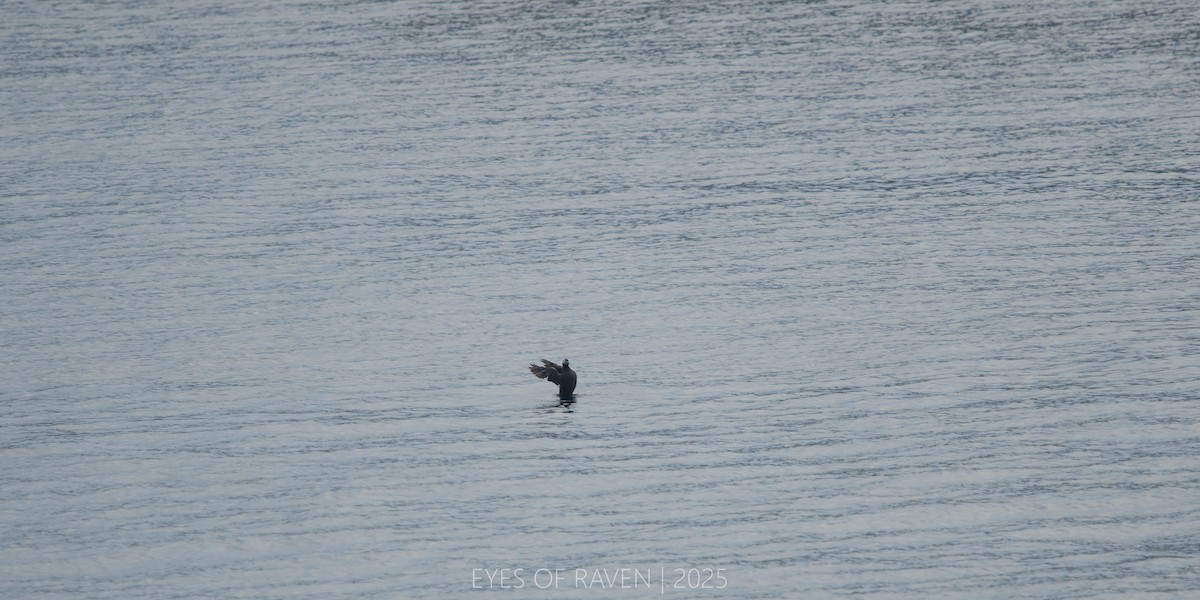 Spectacled Guillemot - ML640403515