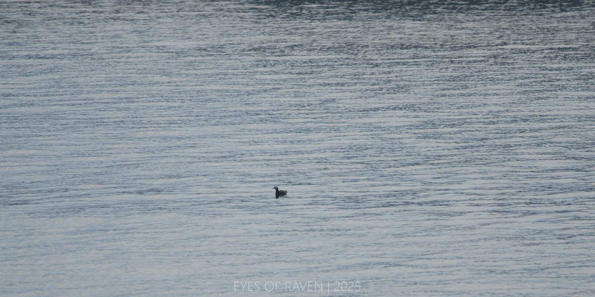 Spectacled Guillemot - ML640403519