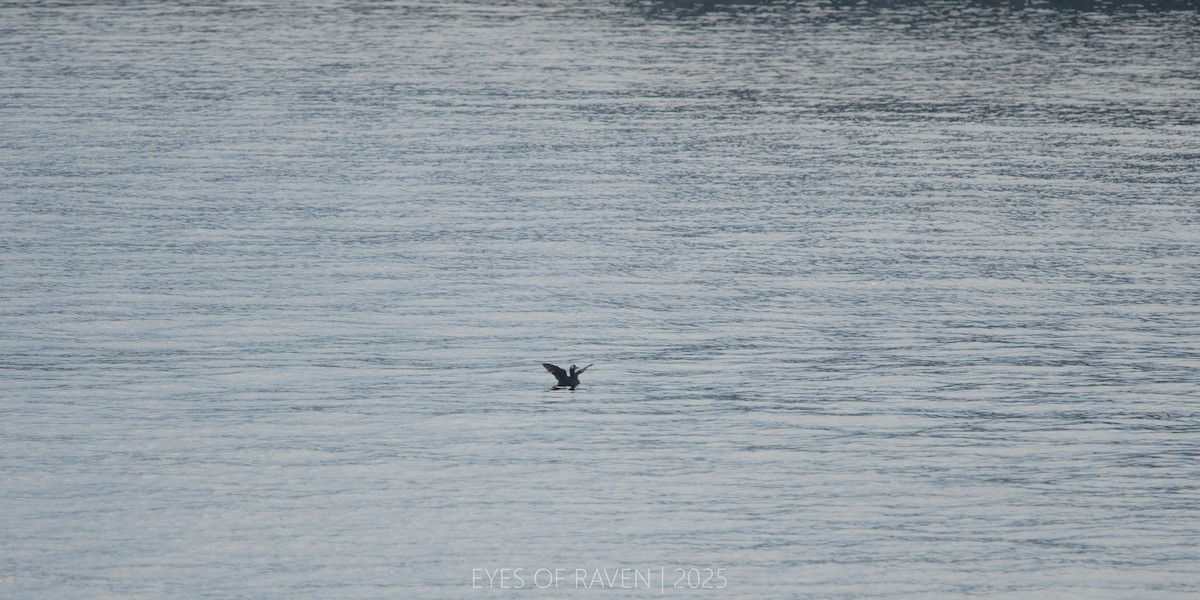 Spectacled Guillemot - ML640403520