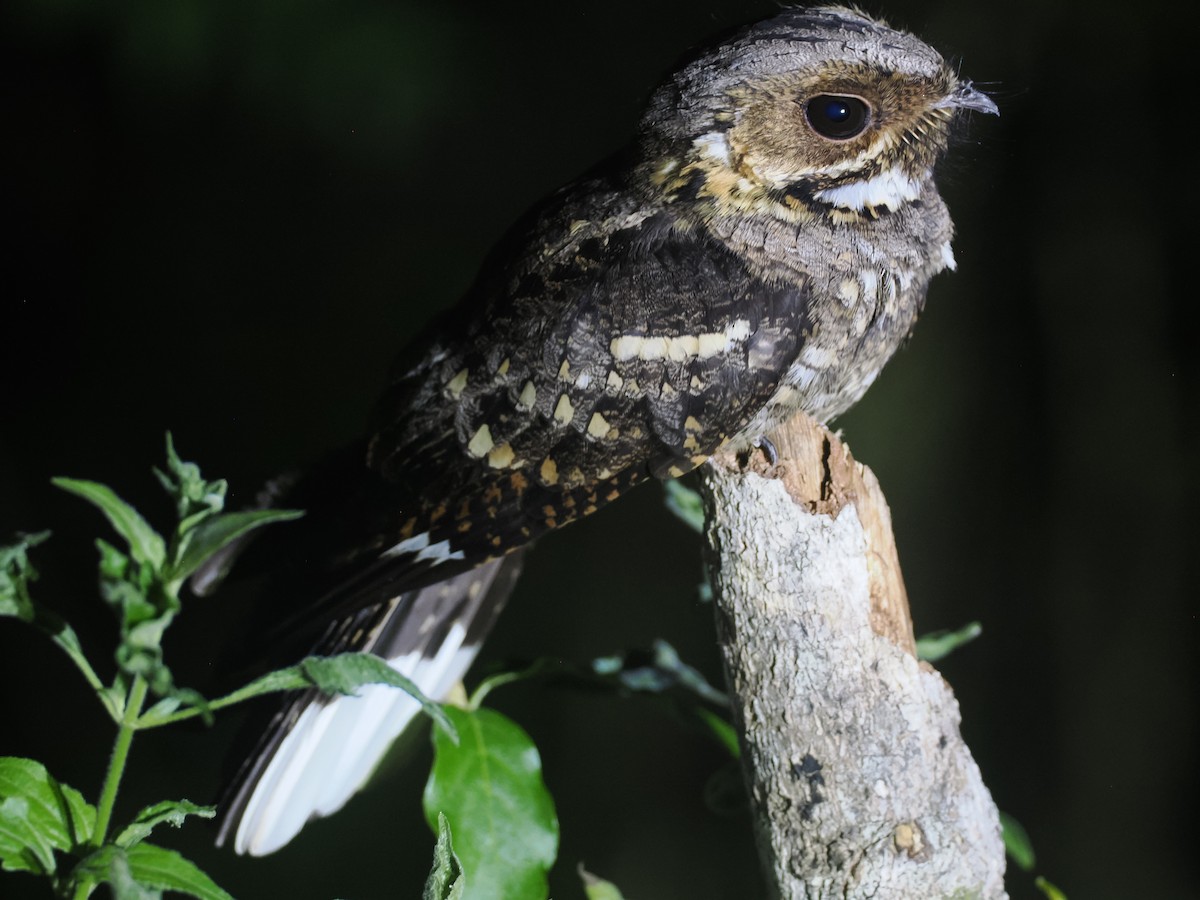 Timor Nightjar - ML640403523