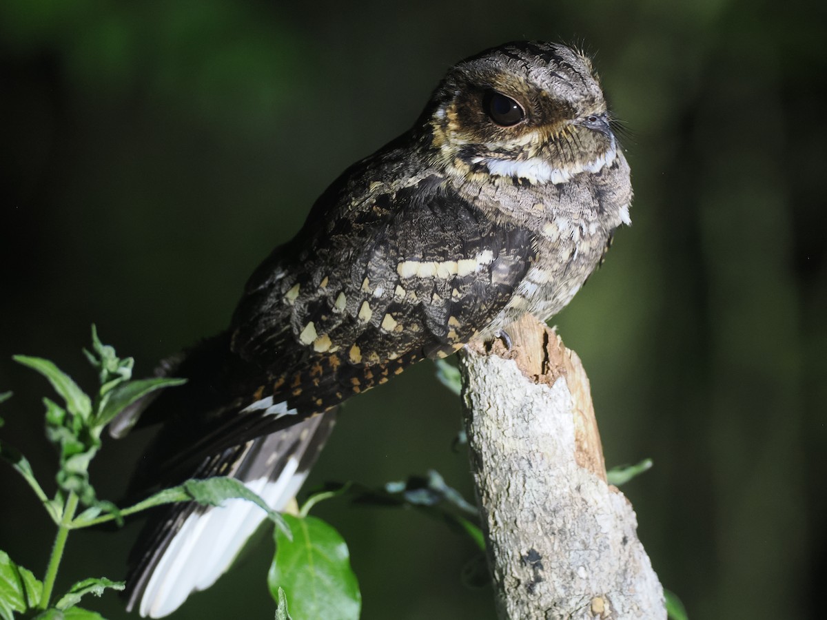 Timor Nightjar - ML640403524