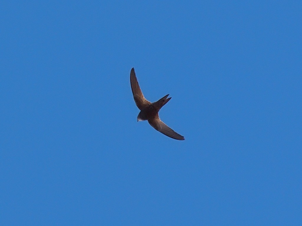 Nyanza Swift - ML640403550