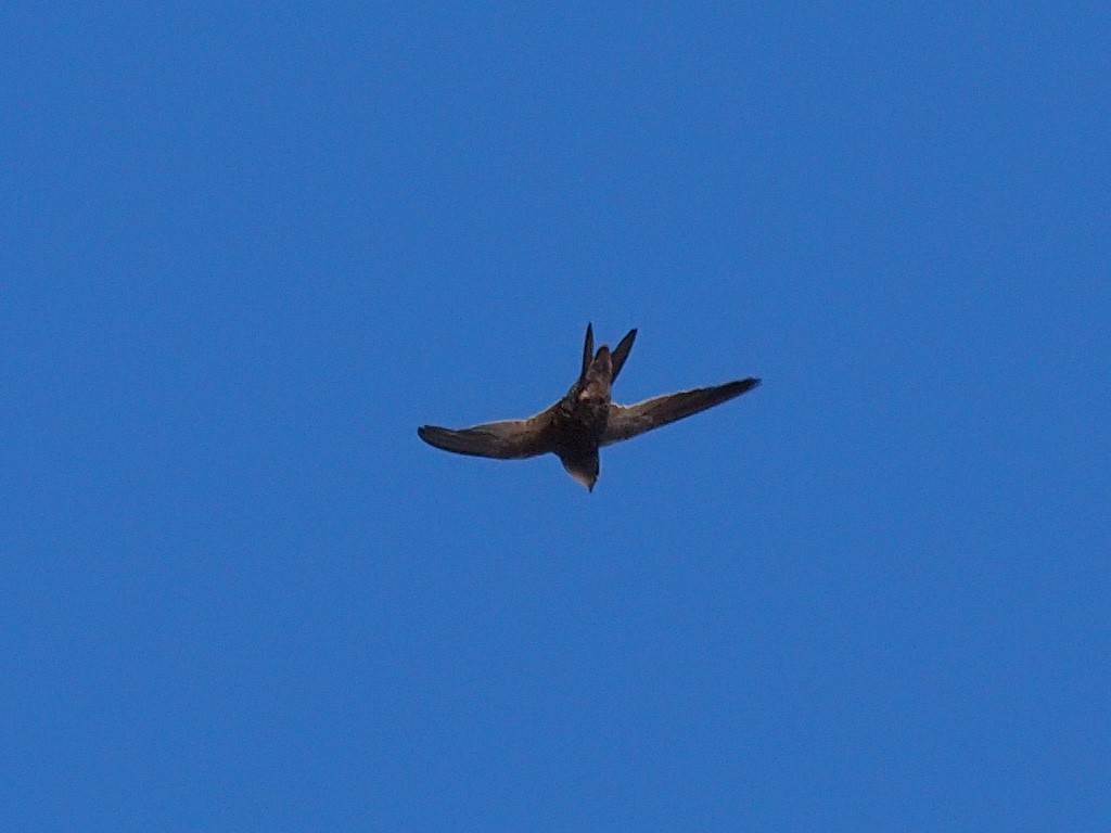 Nyanza Swift - ML640403551