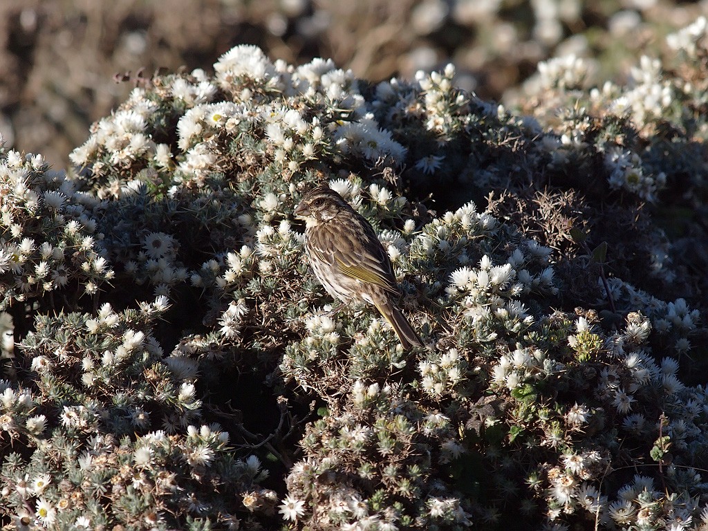 Streaky Seedeater - ML640403568