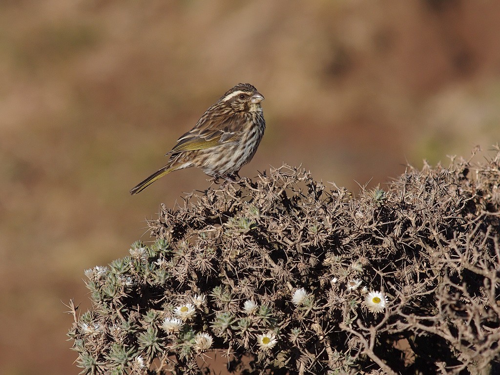 Streaky Seedeater - ML640403572