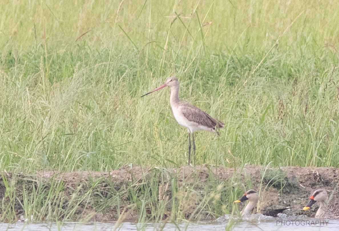 Black-tailed Godwit - ML640403582