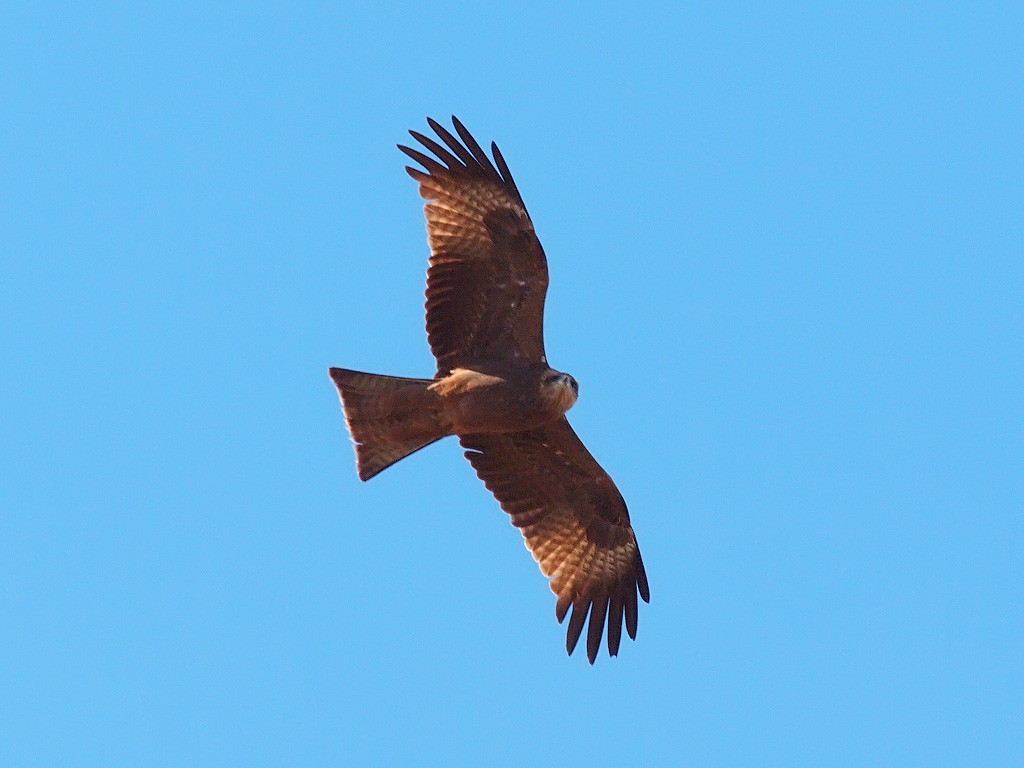 Black Kite (Yellow-billed) - ML640403590