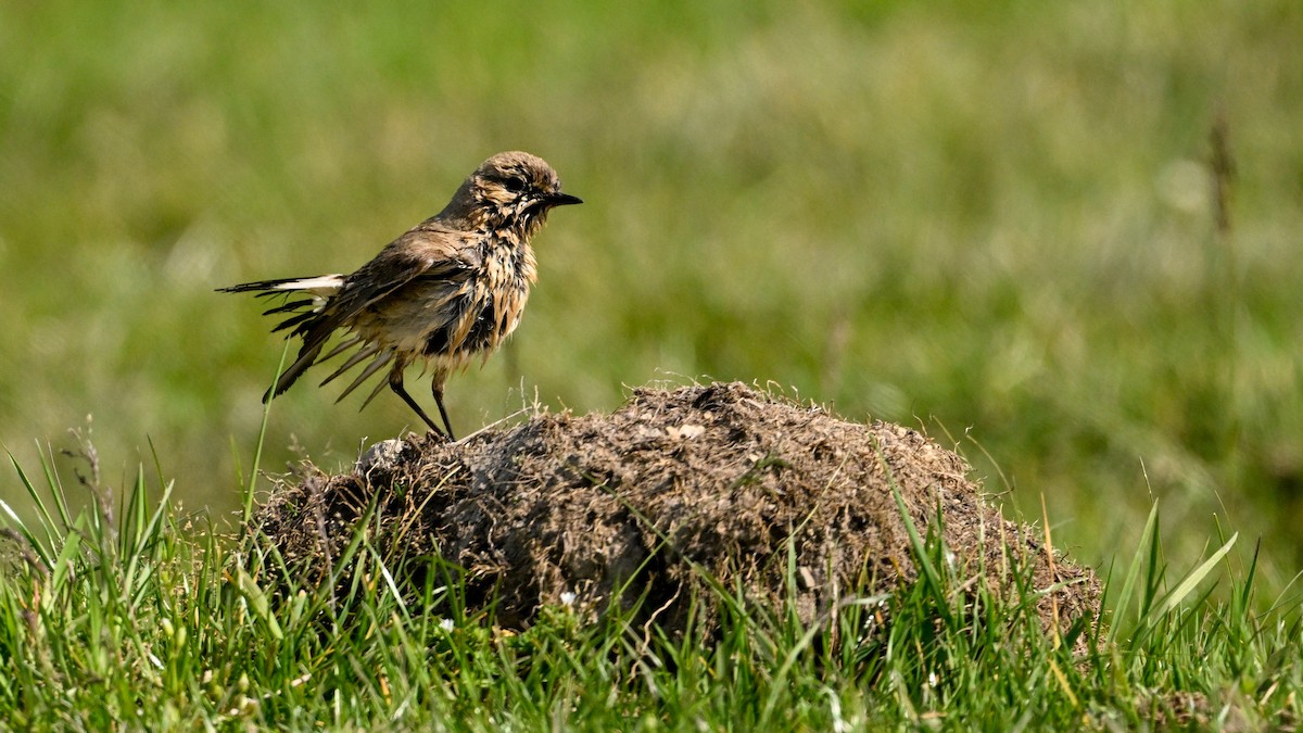 Northern Wheatear - ML640403592