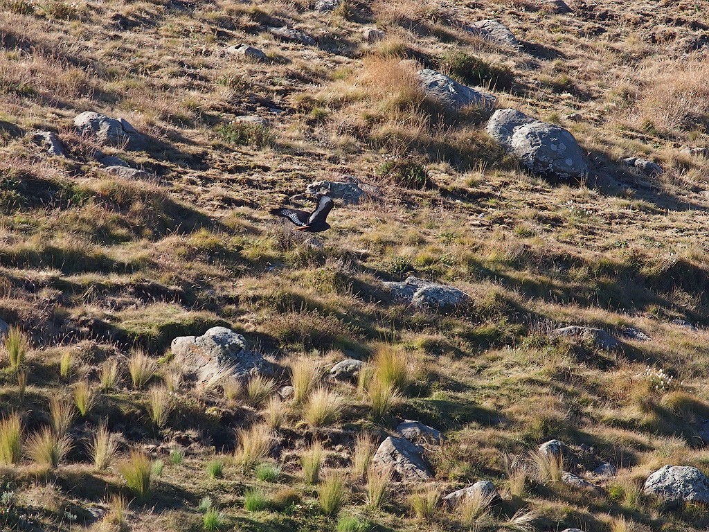 Augur Buzzard - ML640403601