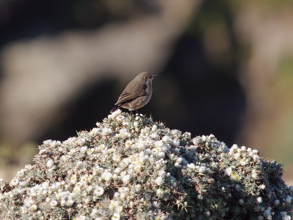 Moorland Chat - ML640403613