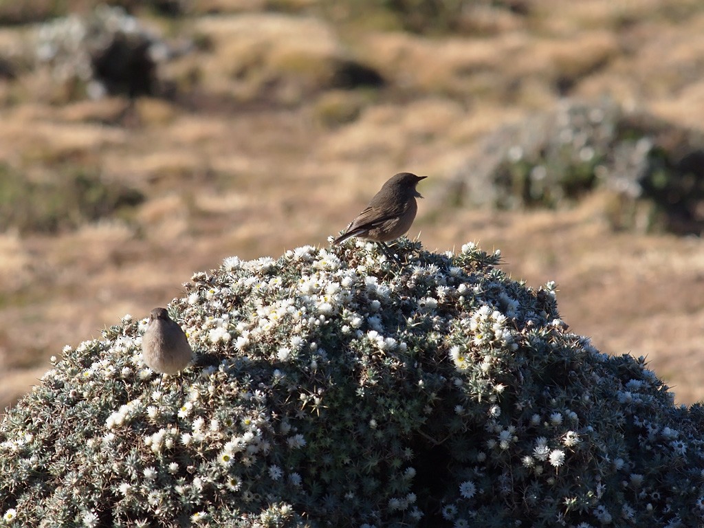 Moorland Chat - ML640403614