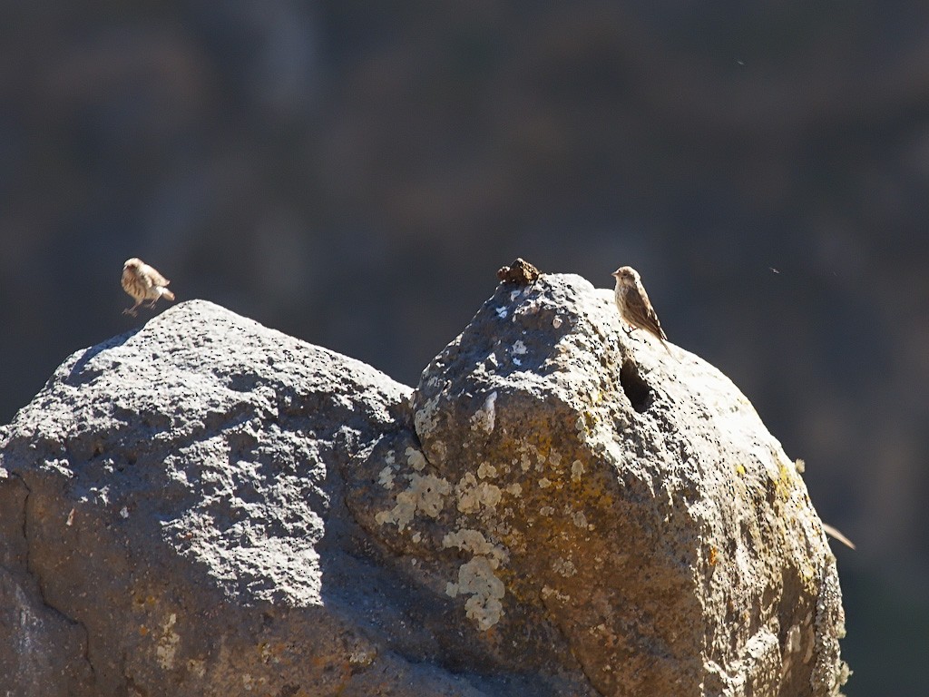 Ankober Serin - ML640403628