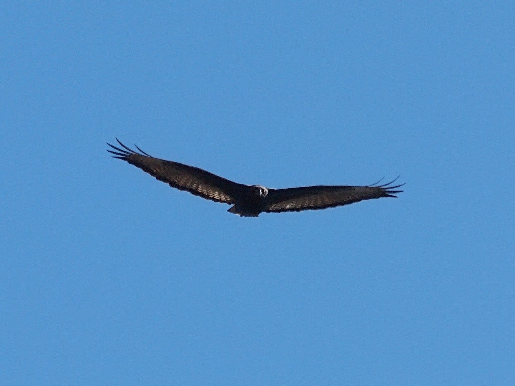 Verreaux's Eagle - ML640403644