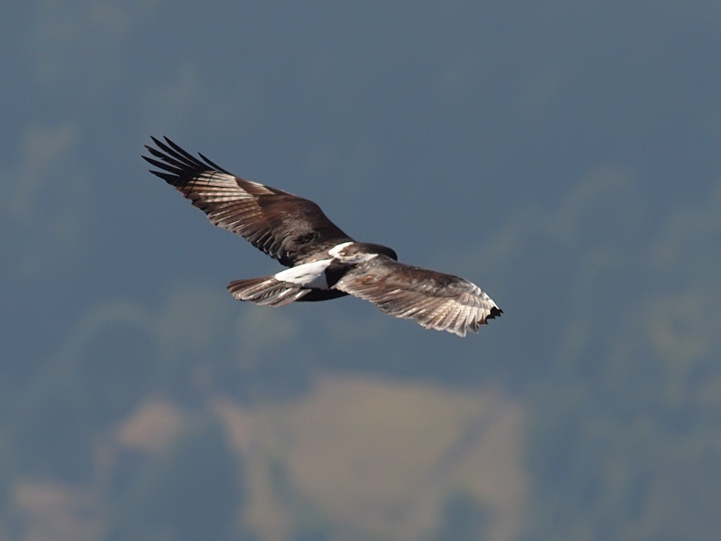 Verreaux's Eagle - ML640403645