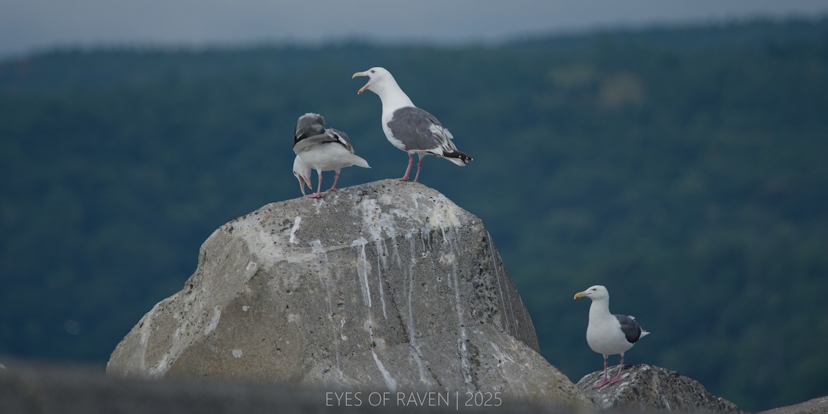 Slaty-backed Gull - ML640403653