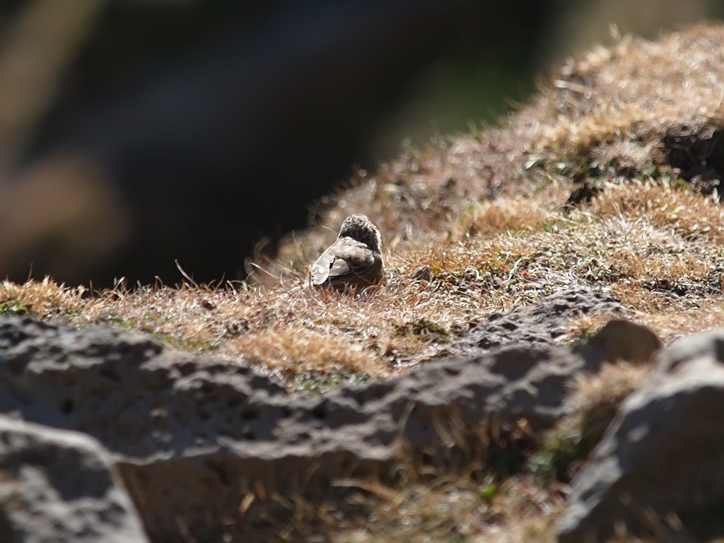 Ankober Serin - ML640403668