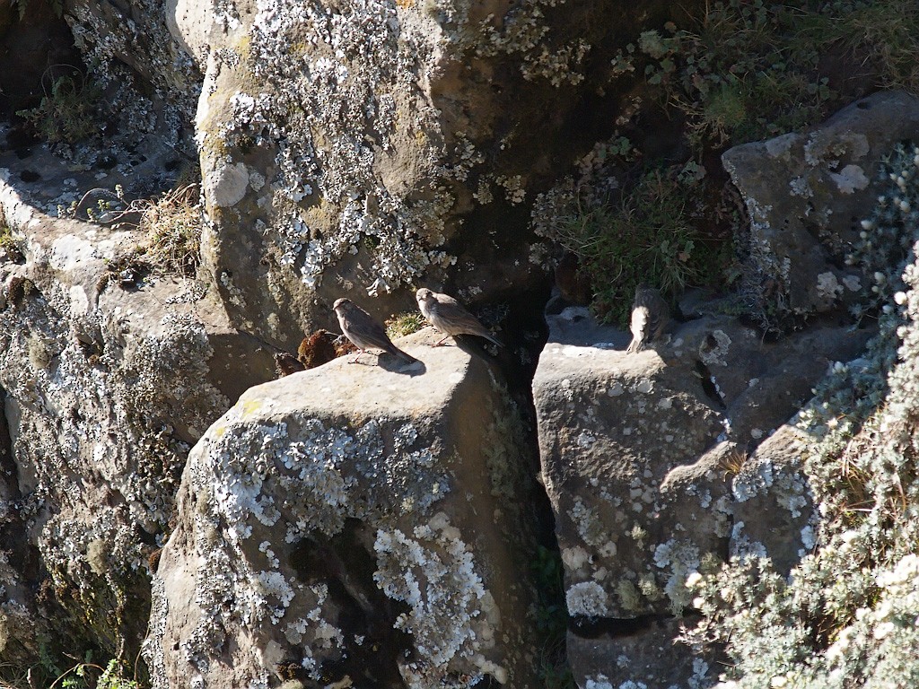 Ankober Serin - ML640403669