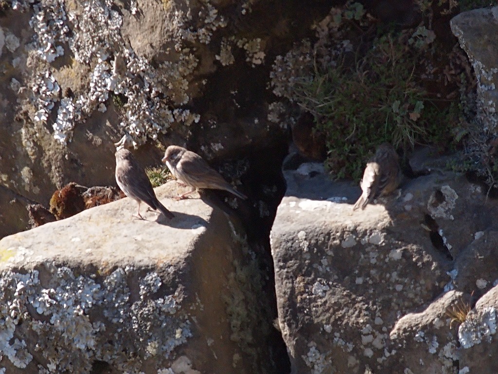 Ankober Serin - ML640403670