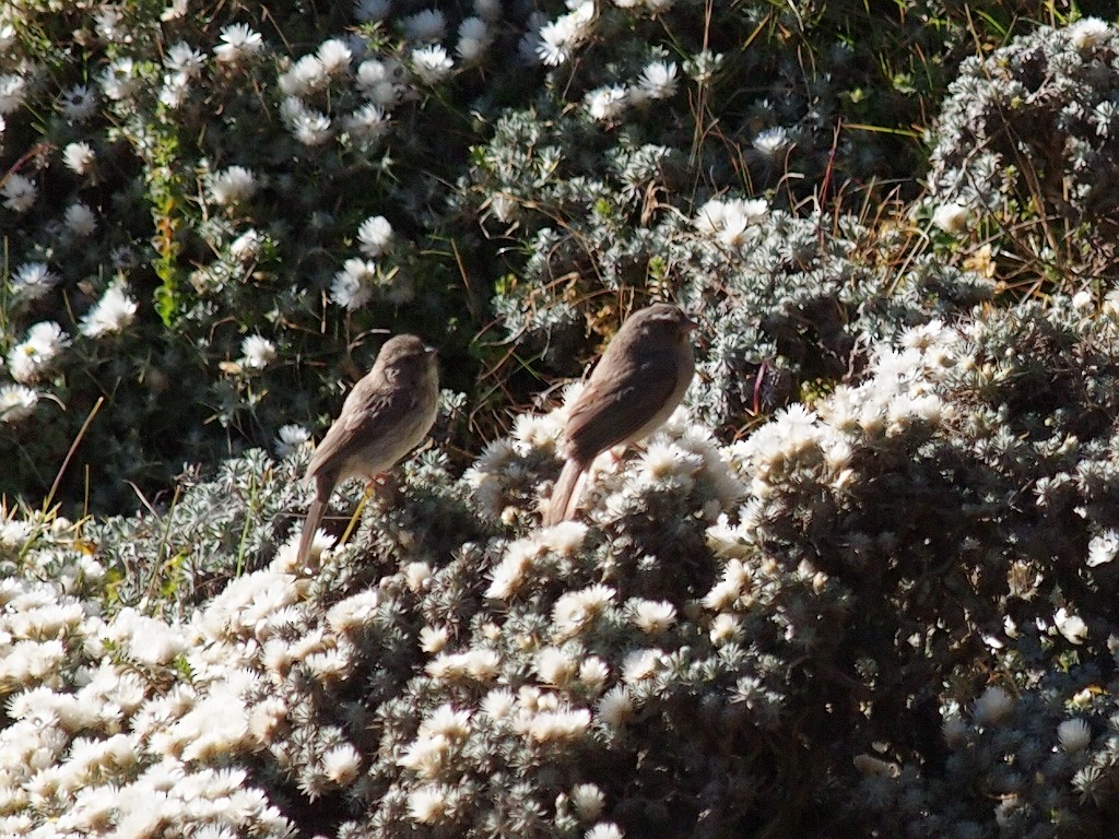 Brown-rumped Seedeater - ML640403688