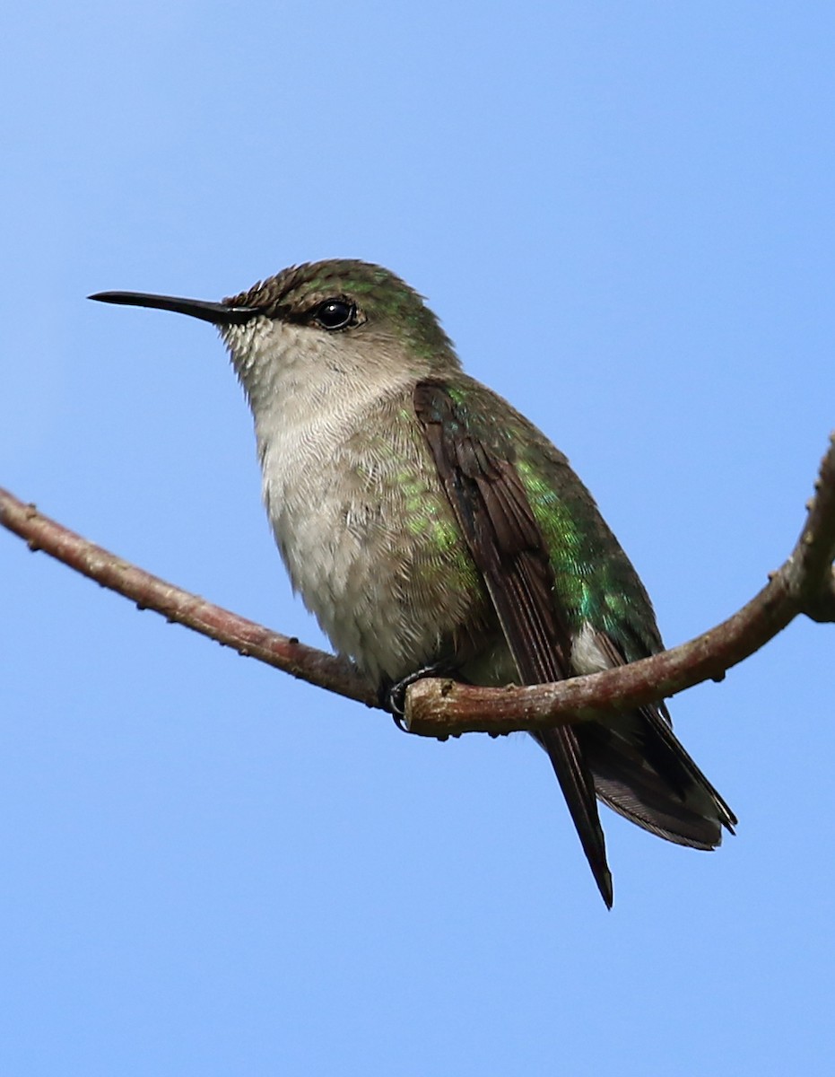 Vervain Hummingbird - ML640403707