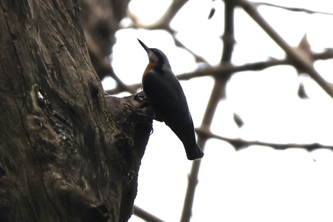 Chestnut-bellied Nuthatch - ML640403708