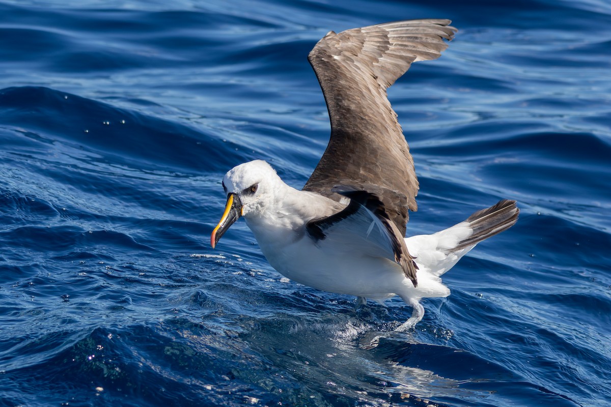 Atlantic Yellow-nosed Albatross - ML640403744