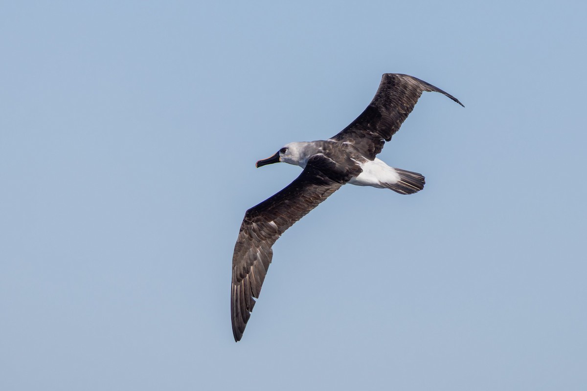 Atlantic Yellow-nosed Albatross - ML640403751