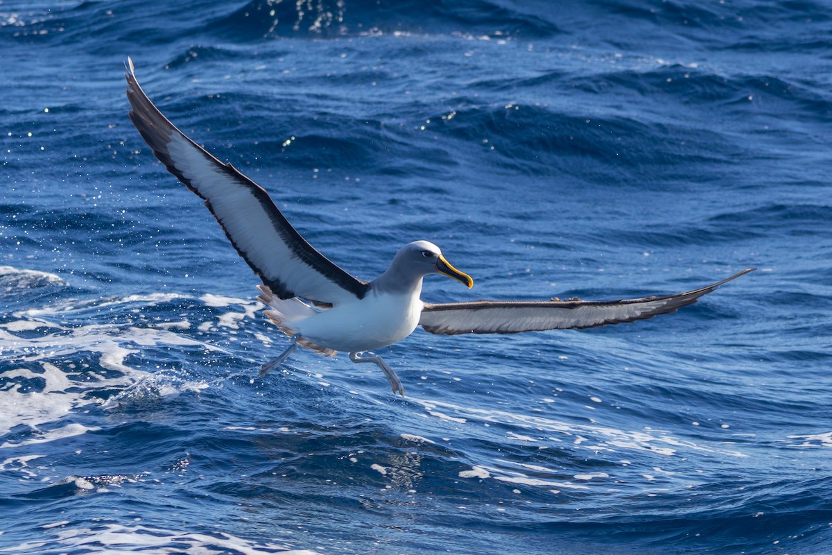 Buller Albatrosu - ML640403758