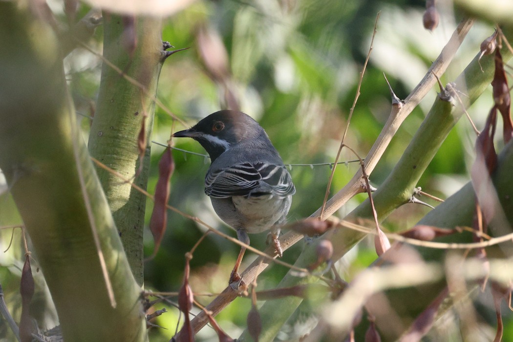 Rüppell's Warbler - ML640403776