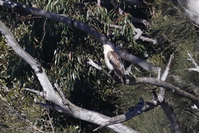 Brahminy Kite - ML640403795