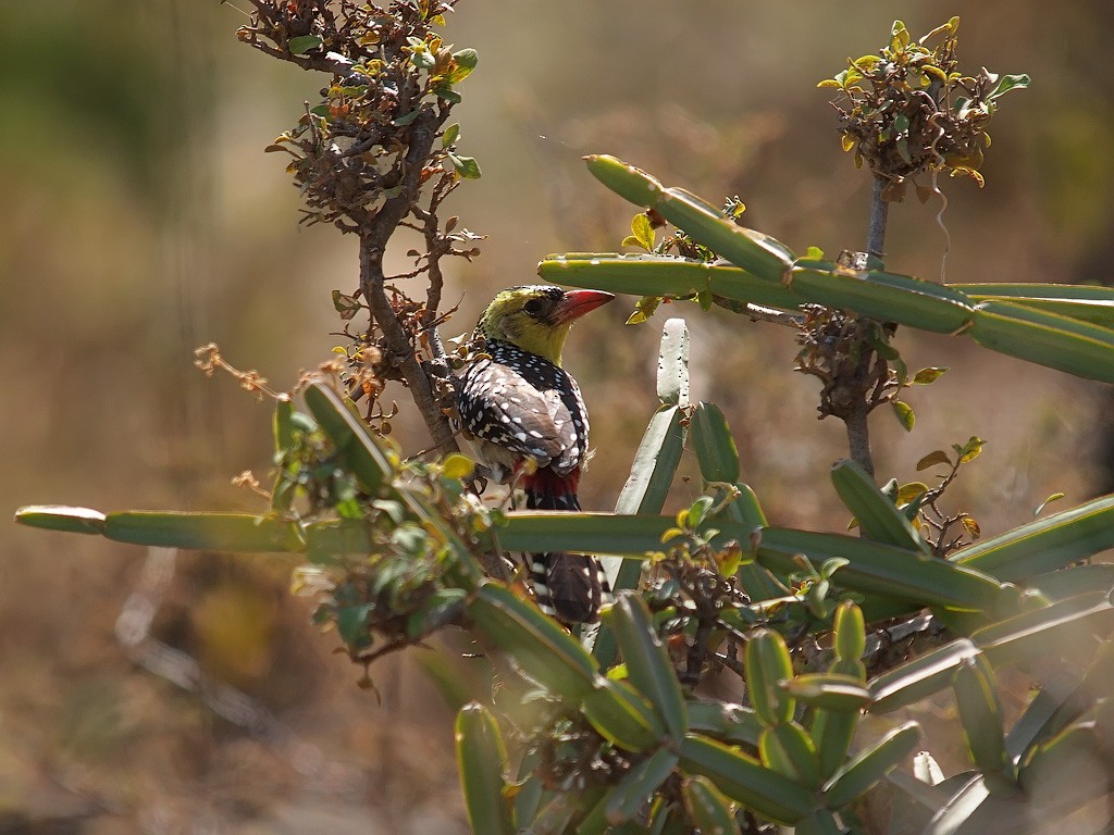 Yellow-breasted Barbet - ML640403798
