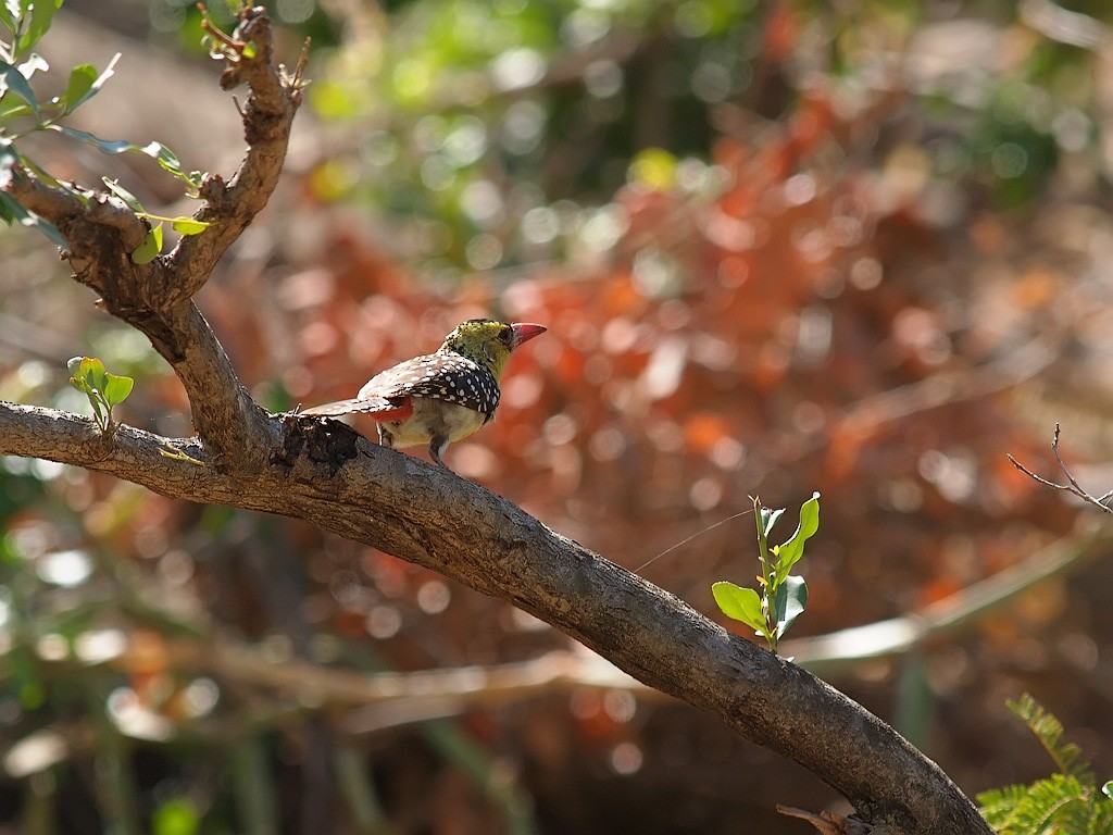 Yellow-breasted Barbet - ML640403804