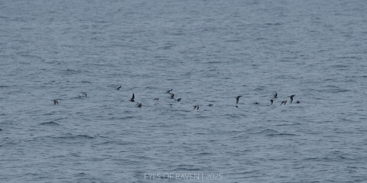 Leach's Storm-Petrel - ML640403806