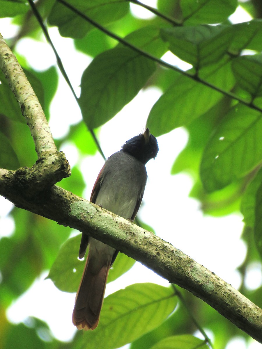 Amur Paradise-Flycatcher - ML640403807