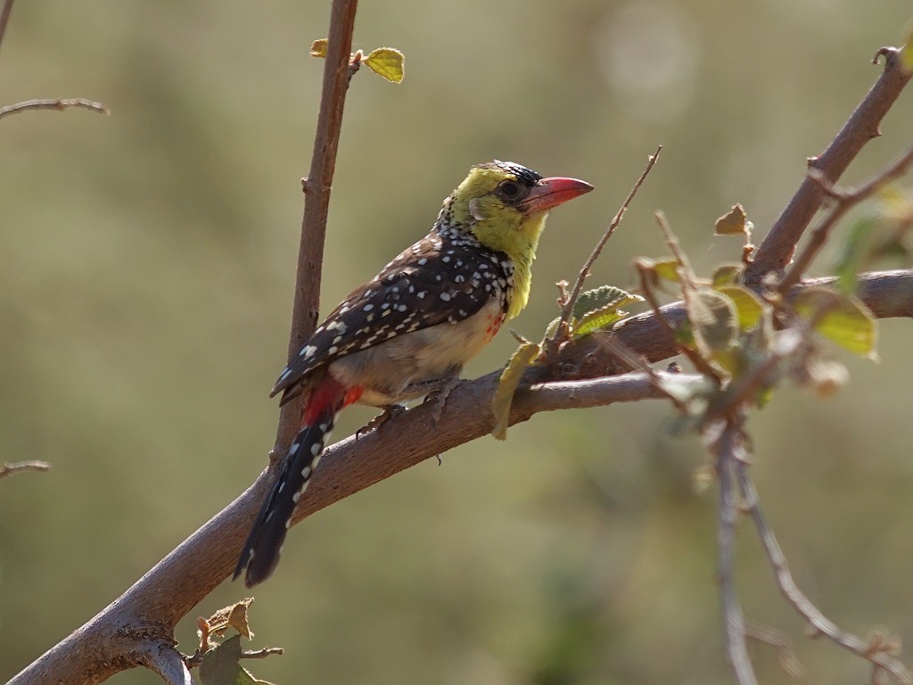 Yellow-breasted Barbet - ML640403817