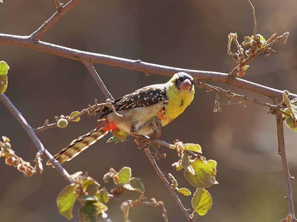 Yellow-breasted Barbet - ML640403824