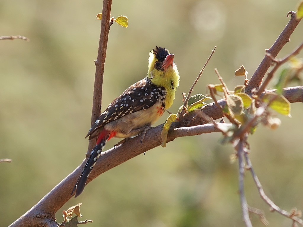 Yellow-breasted Barbet - ML640403825