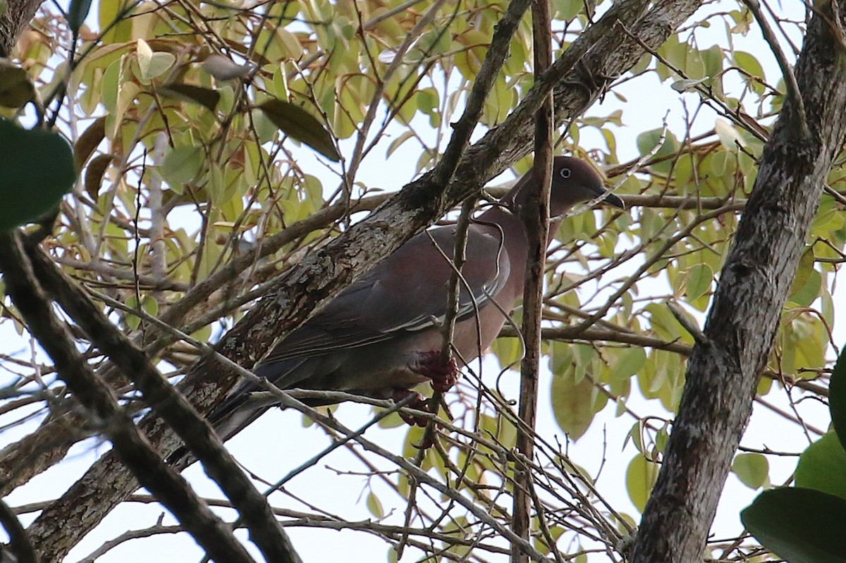 Plain Pigeon - ML640403828