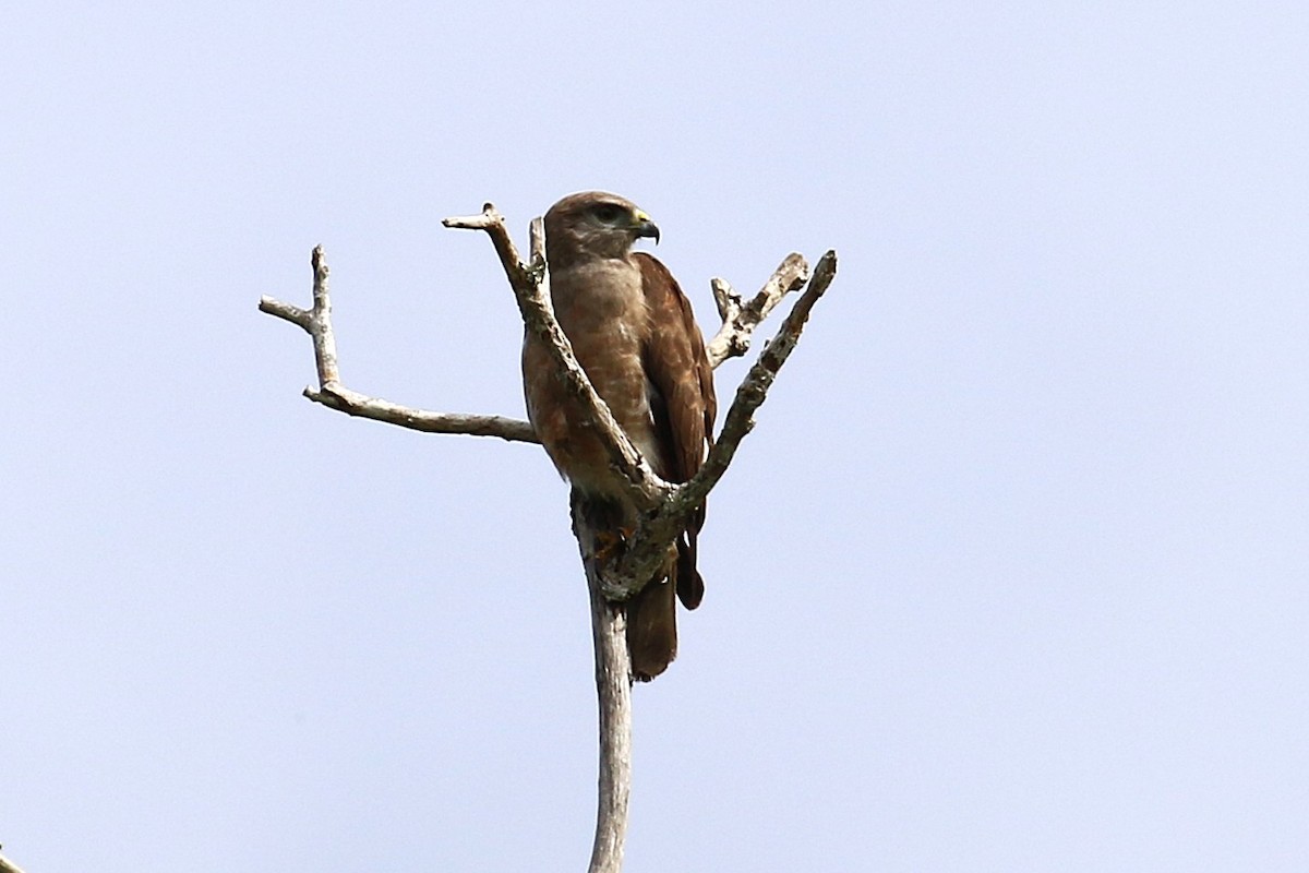 Ridgway's Hawk - ML640403847