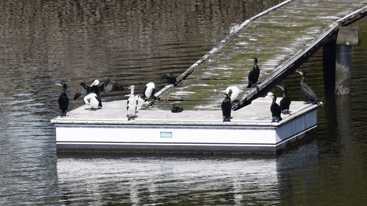 Great Cormorant - ML640403876