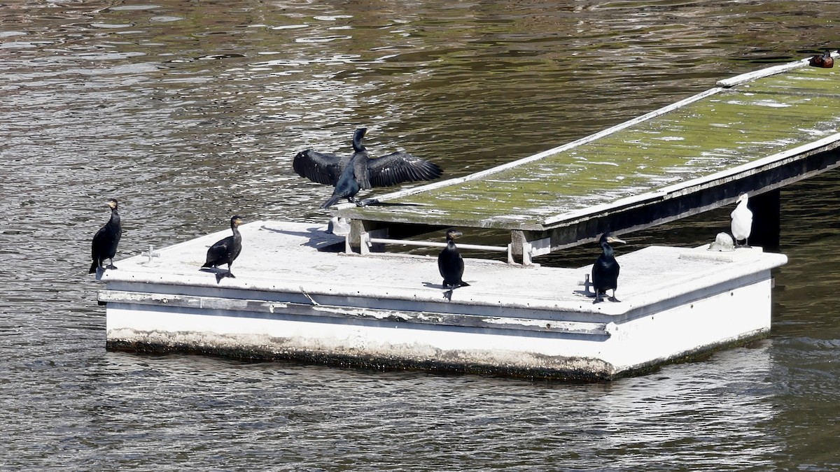 Great Cormorant - ML640403881