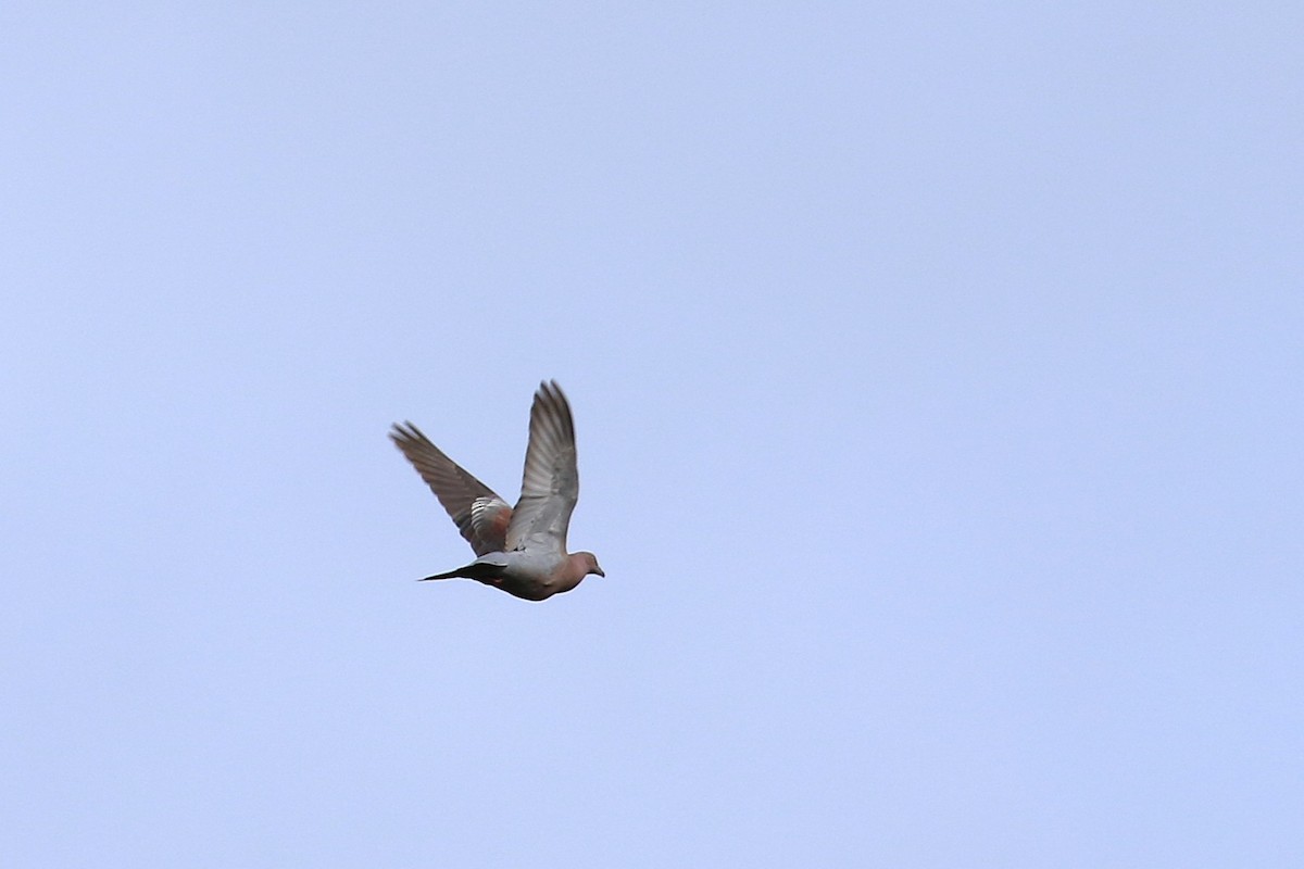 Plain Pigeon - ML640403882