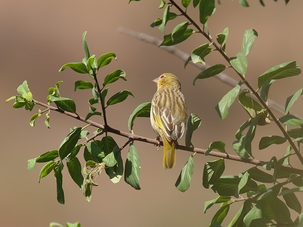 Rüppell's Weaver - ML640403883