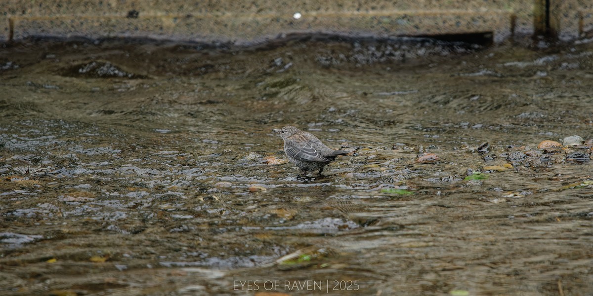Brown Dipper - ML640403888