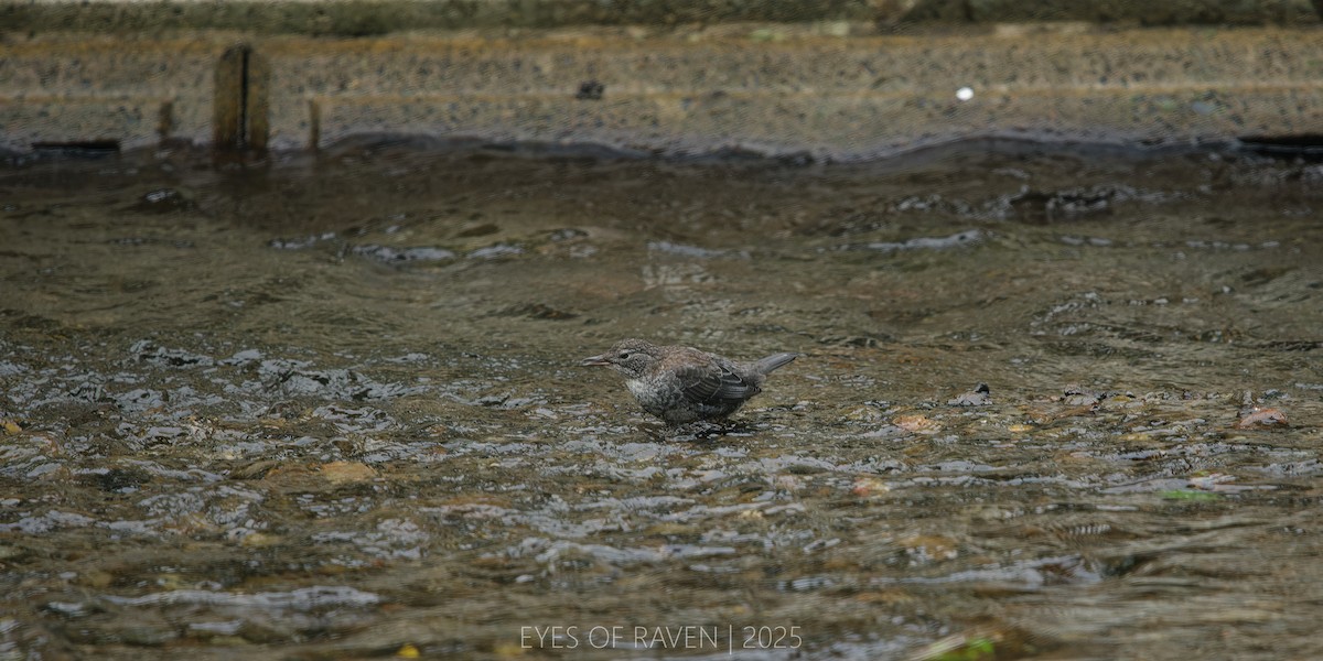 Brown Dipper - ML640403889
